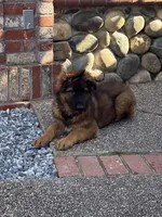 Luna, a female German Shepherd Dog for sale in Orangevale, CA – Photo 1 of 9