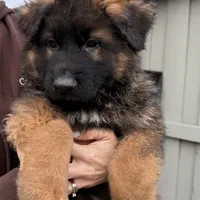 Luna, a female German Shepherd Dog for sale in Orangevale, CA – Photo 5 of 9