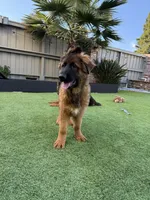 Puppy, a male German Shepherd Dog for sale in Orangevale, CA – Photo 8 of 8