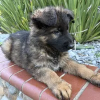 Luna, a female German Shepherd Dog for sale in Orangevale, CA – Photo 4 of 9