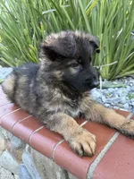 Luna, a female German Shepherd Dog for sale in Orangevale, CA – Photo 4 of 9