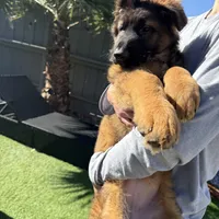 Luna, a female German Shepherd Dog for sale in Orangevale, CA – Photo 8 of 9