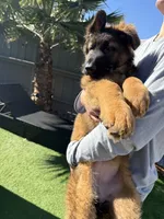 Luna, a female German Shepherd Dog for sale in Orangevale, CA – Photo 8 of 9