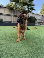 Puppy, a male German Shepherd Dog for sale in Orangevale, CA – Photo 7 of 8