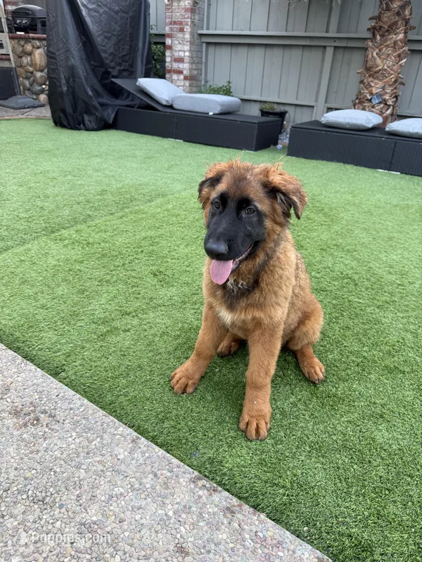 Puppy – German Shepherd Dog puppy for sale in Orangevale, CA