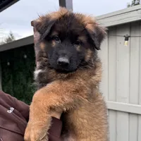 Luna, a female German Shepherd Dog for sale in Orangevale, CA – Photo 7 of 9