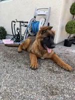 Puppy(Akc), a male German Shepherd Dog for sale in Orangevale, CA – Photo 1 of 10