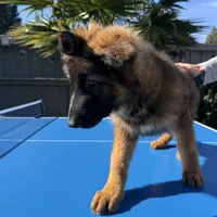 Luna, a female German Shepherd Dog for sale in Orangevale, CA – Photo 3 of 9