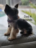 Luna, a female Yorkshire Terrier for sale in Orangevale, CA – 5 of 5