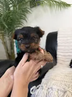 Bobi, a male Yorkshire Terrier for sale in Orangevale, CA – 8 of 10