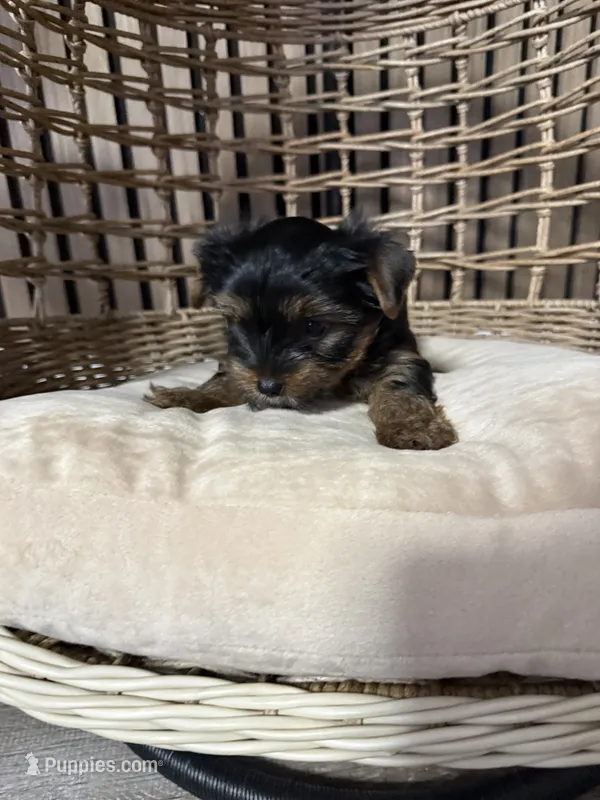 Luna – Yorkshire Terrier puppy for sale in Orangevale, CA
