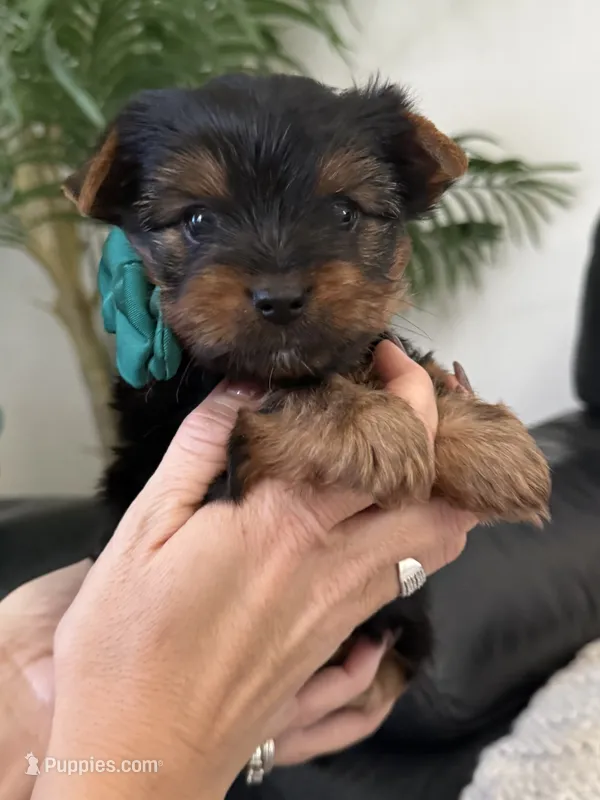 Bobi – Yorkshire Terrier puppy for sale in Orangevale, CA