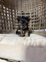 Teddy(Akc), a male Yorkshire Terrier for sale in Orangevale, CA – 3 of 10