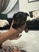 Teddy, a male Yorkshire Terrier for sale in Orangevale, CA – 3 of 5