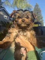 Luna (AKC), a female Yorkshire Terrier for sale in Orangevale, CA – 6 of 7