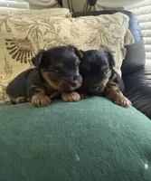 Teddy, a male Yorkshire Terrier for sale in Orangevale, CA – 2 of 5