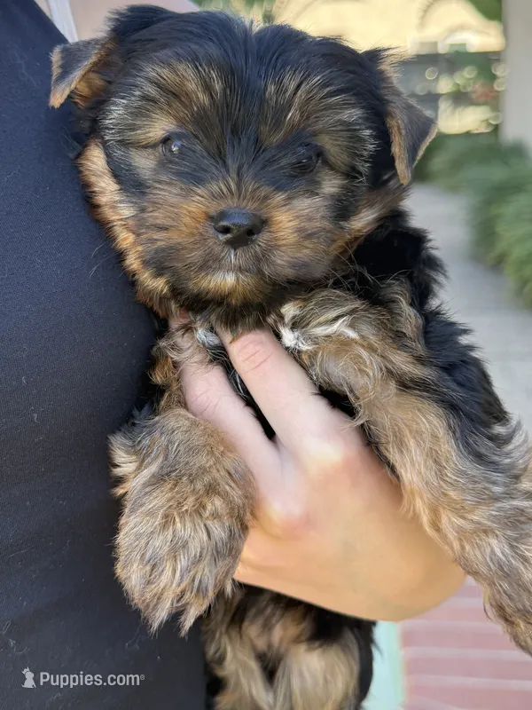 Luna – Yorkshire Terrier puppy for sale in Orangevale, CA