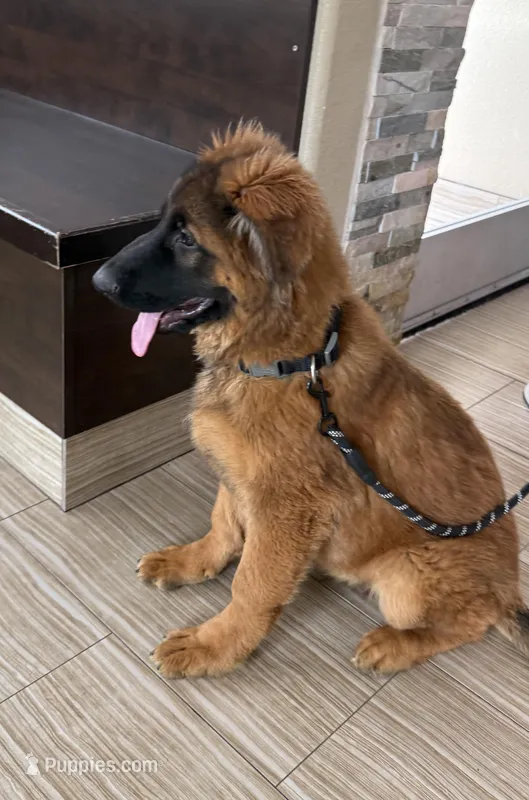 Boby  – German Shepherd Dog puppy for sale in Orangevale, CA