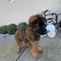 Boby , a male German Shepherd Dog for sale in Orangevale, CA – Photo 3 of 7