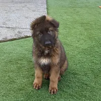 Boby , a male German Shepherd Dog for sale in Orangevale, CA – Photo 5 of 7