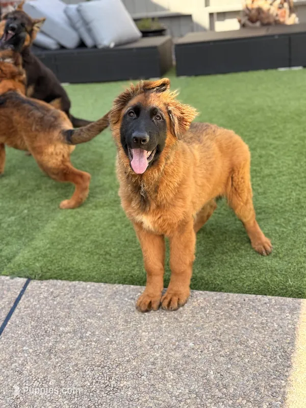 Boby  – German Shepherd Dog puppy for sale in Orangevale, CA