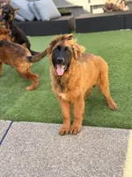 Boby , a male German Shepherd Dog for sale in Orangevale, CA – Photo 1 of 10