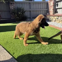 Boby , a male German Shepherd Dog for sale in Orangevale, CA – Photo 6 of 7