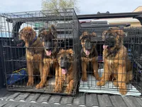 Boby , a male German Shepherd Dog for sale in Orangevale, CA – Photo 2 of 7