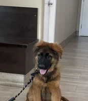 Boby , a male German Shepherd Dog for sale in Orangevale, CA – Photo 7 of 7