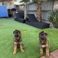 Boby , a male German Shepherd Dog for sale in Orangevale, CA – Photo 4 of 7