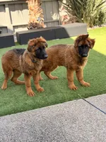 Boby , a male German Shepherd Dog for sale in Orangevale, CA – Photo 8 of 10