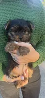 Luna (AKC), a female Yorkshire Terrier for sale in Orangevale, CA – 2 of 7