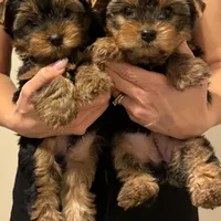 Girl 1, a female Yorkshire Terrier for sale in Orangevale, CA – Photo 9 of 9