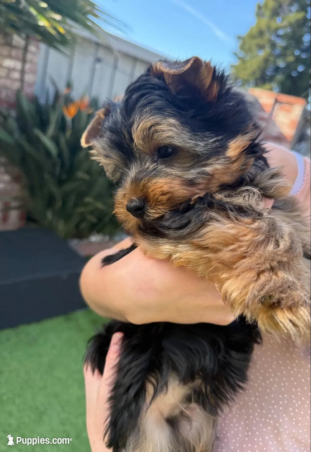 Girl 1 – Yorkshire Terrier puppy for sale in Orangevale, CA