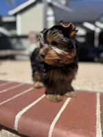 Girl 1, a female Yorkshire Terrier for sale in Orangevale, CA – Photo 1 of 9