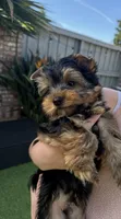 Girl 1, a female Yorkshire Terrier for sale in Orangevale, CA – Photo 8 of 9