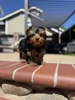 Girl 1, a female Yorkshire Terrier for sale in Orangevale, CA – Photo 3 of 9