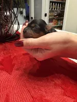 Girl 1, a female Yorkshire Terrier for sale in Orangevale, CA – Photo 10 of 10