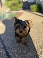 Girl 1(Akc), a female Yorkshire Terrier for sale in Orangevale, CA – Photo 9 of 10