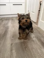 Girl 1(Akc), a female Yorkshire Terrier for sale in Orangevale, CA – Photo 2 of 10