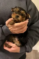 Girl 1, a female Yorkshire Terrier for sale in Orangevale, CA – Photo 1 of 10