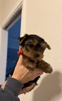 Girl 1, a female Yorkshire Terrier for sale in Orangevale, CA – Photo 3 of 10
