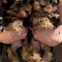 Girl 1, a female Yorkshire Terrier for sale in Orangevale, CA – Photo 7 of 9