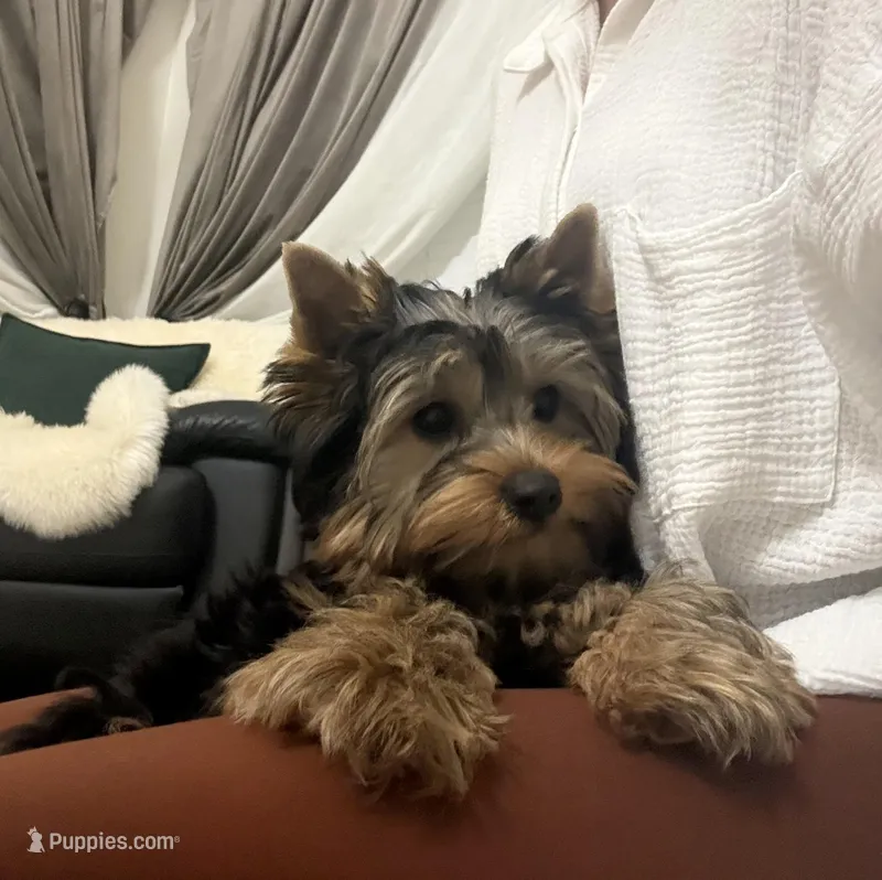 Girl 1(Akc) – Yorkshire Terrier puppy for sale in Orangevale, CA