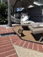 Girl 1, a female Yorkshire Terrier for sale in Orangevale, CA – Photo 2 of 9