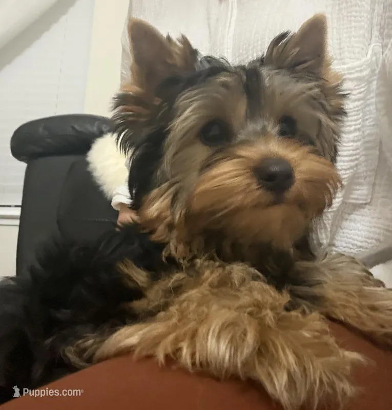 Girl 1(Akc) – Yorkshire Terrier puppy for sale in Orangevale, CA