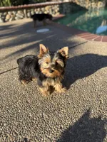 Girl 1(Akc), a female Yorkshire Terrier for sale in Orangevale, CA – Photo 10 of 10