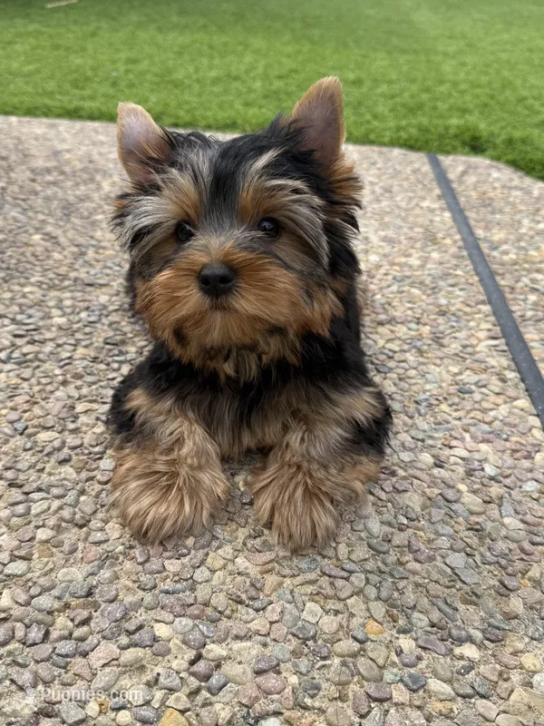 Girl 1 – Yorkshire Terrier puppy for sale in Orangevale, CA