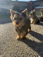 Girl 1(Akc), a female Yorkshire Terrier for sale in Orangevale, CA – Photo 8 of 10