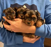 Girl 1, a female Yorkshire Terrier for sale in Orangevale, CA – Photo 5 of 10